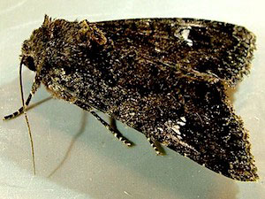 Apamea amputatrix