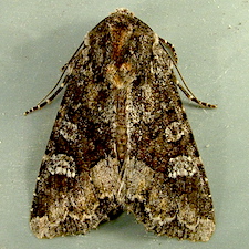 Apamea amputatrix