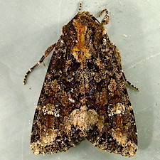 Apamea amputatrix