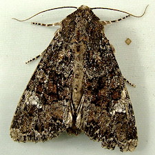 Apamea amputatrix