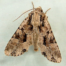 Apamea indocilis