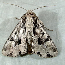 Apamea indocilis