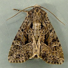 Apamea indocilis