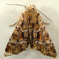 Apamea sordens