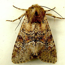 Apamea digitula