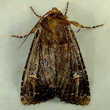 Apamea cogitata