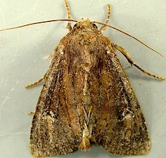 Apamea cogitata