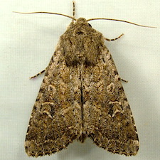 Apamea devastator