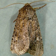 Apamea devastator