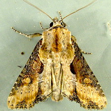 Lateroligia ophiogramma