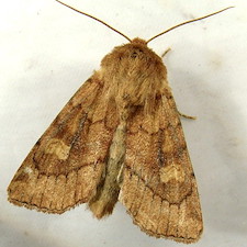 Resapamea innota