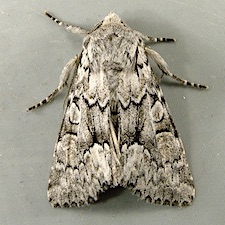 Eremobina claudens