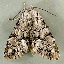 Eremobina claudens