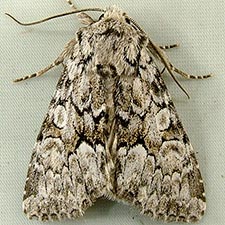 Eremobina claudens