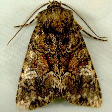 Fishia illocata