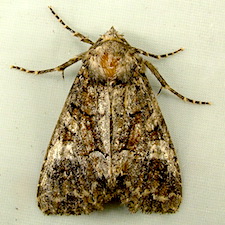 Fishia illocata