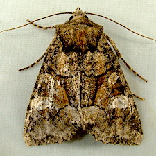 Fishia illocata