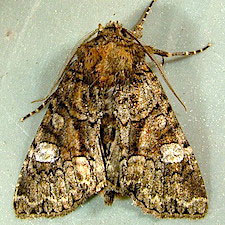 Fishia illocata