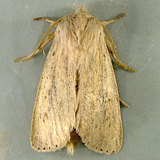 Globia oblonga