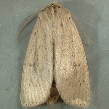 Globia oblonga