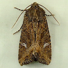 Helotropha reniformis