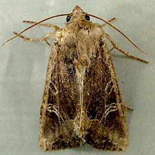 Helotropha reniformis