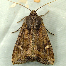 Helotropha reniformis