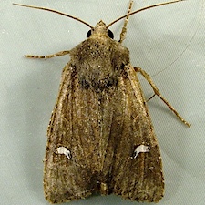 Helotropha reniformis