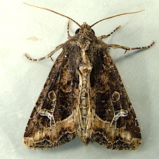 Helotropha reniformis