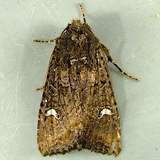 Helotropha reniformis