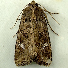 Helotropha reniformis