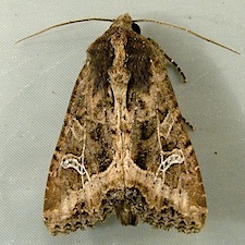 Helotropha reniformis