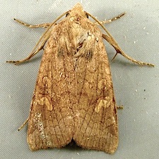 Amphipoea americana