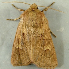 Amphipoea americana