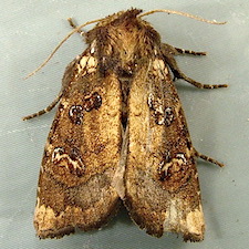 Papaipema n. sp. 4