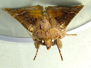 Papaipema n. sp. 4