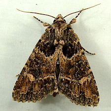 Aseptis binotata