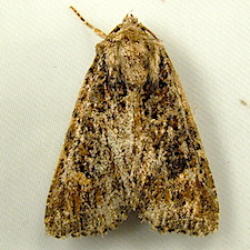 Aseptis binotata