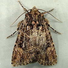 Aseptis binotata