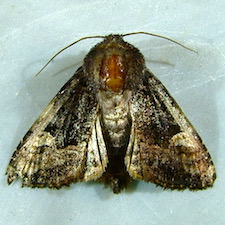 Euplexia benesimilis