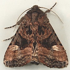 Euplexia benesimilis