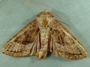 Phlogophora periculosa