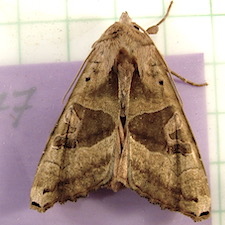 Phlogophora periculosa