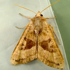 Phlogophora periculosa