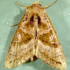 Phlogophora periculosa