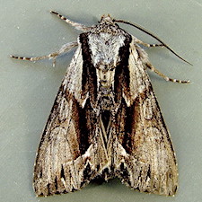 Hyppa contrasta