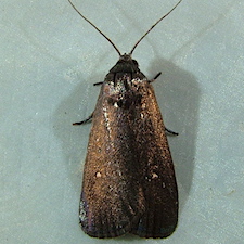 Proxenus mindara