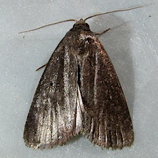 Proxenus mindara