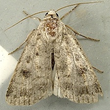 Caradrina morpheus