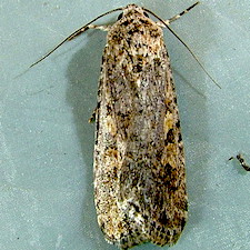 Spodoptera exigua